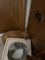 Girl 1, a female Golden Retriever for sale in Indianapolis, IN – 2 of 10