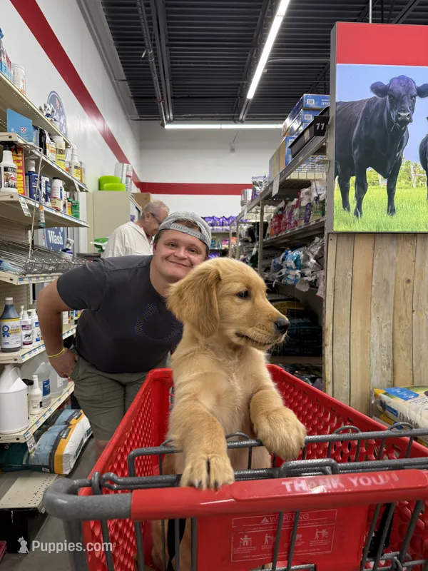 Girl 1 – Golden Retriever puppy for sale in Indianapolis, IN