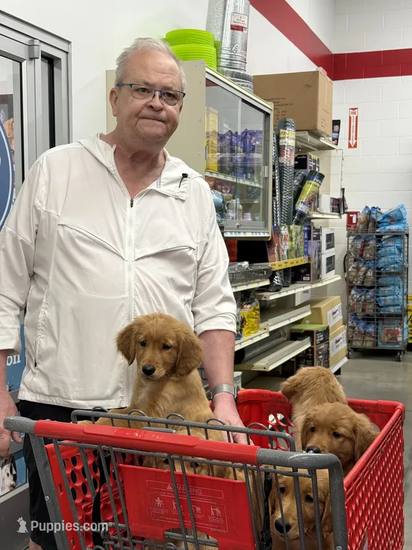 JJ – Golden Retriever puppy for sale in Indianapolis, IN