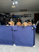 Girl 1, a female Golden Retriever for sale in Indianapolis, IN – 7 of 10
