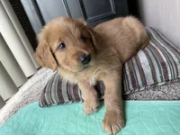 Cooper, a male Golden Retriever for sale in Indianapolis, IN – 1 of 10