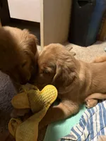 JJ, a male Golden Retriever for sale in Indianapolis, IN – 4 of 10