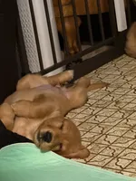 JJ, a male Golden Retriever for sale in Indianapolis, IN – 9 of 10