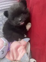 Mittens, a female Pomeranian for sale in Newton, NH – 7 of 10