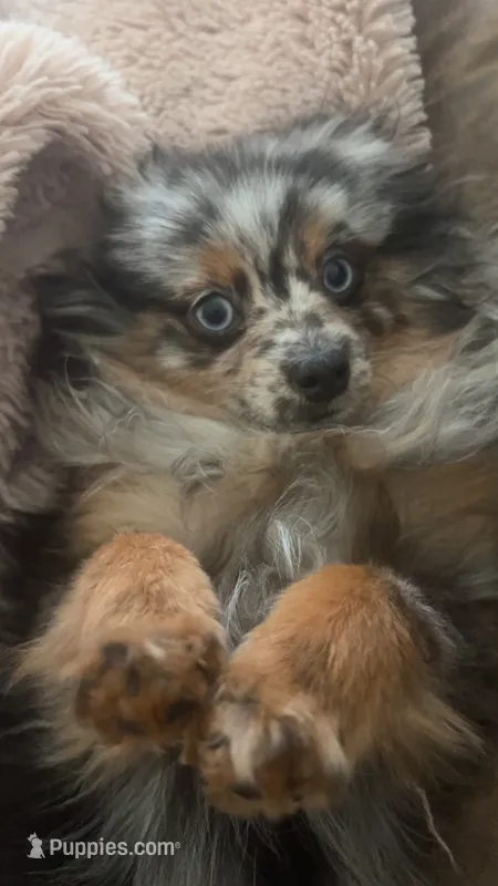 Mystic – Pomeranian puppy for sale in Newton, NH