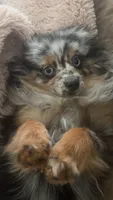 Mystic, a female Pomeranian for sale in Newton, NH – 1 of 10