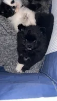Mittens, a female Pomeranian for sale in Newton, NH – 6 of 10