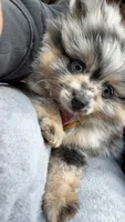 Mystic, a female Pomeranian for sale in Newton, NH – 2 of 10
