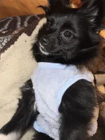 Mittens, a female Pomeranian for sale in Newton, NH – 9 of 10