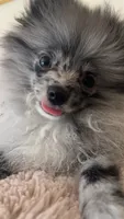 Myka, a male Pomeranian for sale in Newton, NH – 6 of 10