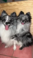 Myka, a male Pomeranian for sale in Newton, NH – 2 of 10