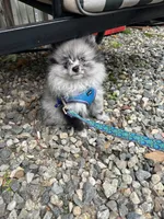 Myka, a male Pomeranian for sale in Newton, NH – 8 of 10