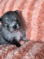 Myka, a male Pomeranian for sale in Newton, NH – 9 of 10