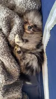 Myka, a male Pomeranian for sale in Newton, NH – 5 of 10