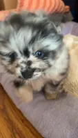 Mystic, a female Pomeranian for sale in Newton, NH – 3 of 10