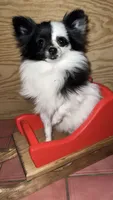 Makiya, a female Pomeranian for sale in Newton, NH – 3 of 10