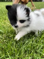 Makiya, a female Pomeranian for sale in Newton, NH – 10 of 10