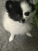 Makiya, a female Pomeranian for sale in Newton, NH – 8 of 10