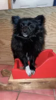 Mittens, a female Pomeranian for sale in Newton, NH – 2 of 10