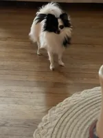 Makiya, a female Pomeranian for sale in Newton, NH – 7 of 10