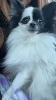 Makiya, a female Pomeranian for sale in Newton, NH – 1 of 10