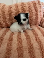 Makiya, a female Pomeranian for sale in Newton, NH – 9 of 10