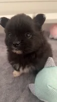 Mittens, a female Pomeranian for sale in Newton, NH – 4 of 10