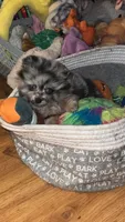 Mystic, a female Pomeranian for sale in Newton, NH – 4 of 10