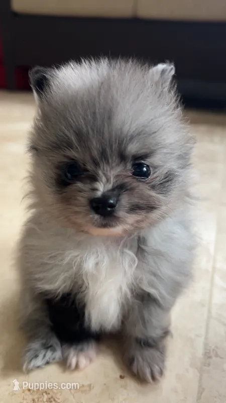 Myka – Pomeranian puppy for sale in Newton, NH