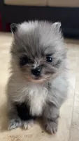 Myka, a male Pomeranian for sale in Newton, NH – 1 of 10