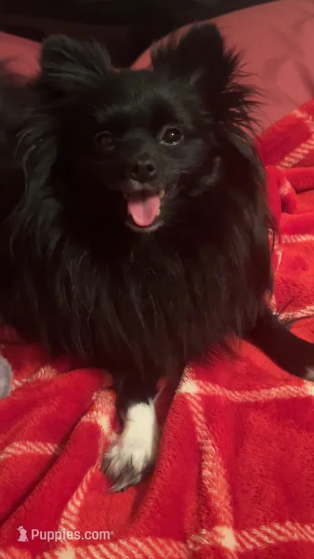 Mittens – Pomeranian puppy for sale in Newton, NH