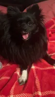 Mittens, a female Pomeranian for sale in Newton, NH – 1 of 10