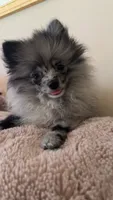 Myka, a male Pomeranian for sale in Newton, NH – 4 of 10