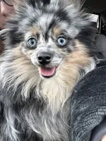 Mystic, a female Pomeranian for sale in Newton, NH – 9 of 10