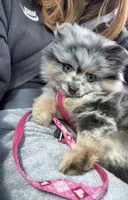 Mystic, a female Pomeranian for sale in Newton, NH – 5 of 10