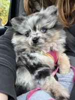 Mystic, a female Pomeranian for sale in Newton, NH – 10 of 10