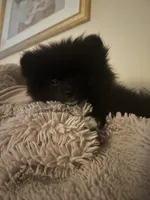 Mittens, a female Pomeranian for sale in Newton, NH – 10 of 10