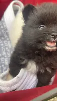 Mittens, a female Pomeranian for sale in Newton, NH – 5 of 10