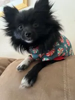 Mittens, a female Pomeranian for sale in Newton, NH – 8 of 10