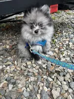 Myka, a male Pomeranian for sale in Newton, NH – 10 of 10