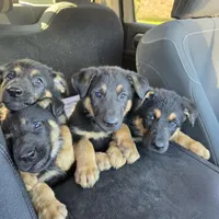 Puppy4, a male German Shepherd Dog for sale in Charles City, IA – 1 of 1