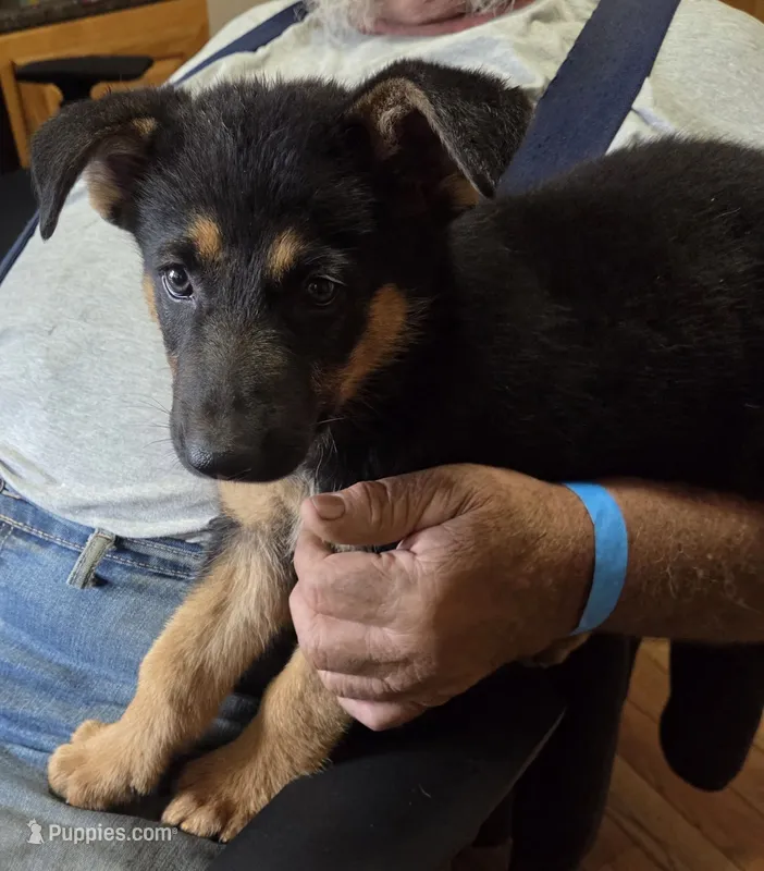 Puppy4 – German Shepherd Dog puppy for sale in Charles City, IA