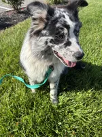 Kara, a female Australian Shepherd for sale in Trenton, OH – Photo 2 of 4
