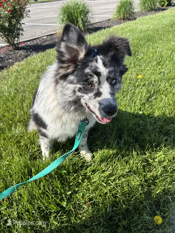 Kara, a female Australian Shepherd for sale in Trenton, OH – Photo 1 of 4