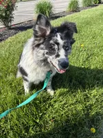Kara, a female Australian Shepherd for sale in Trenton, OH – Photo 1 of 4
