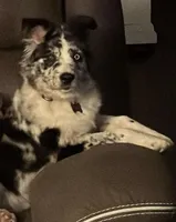 Kara, a female Australian Shepherd for sale in Trenton, OH – Photo 4 of 4