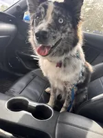 Kara, a female Australian Shepherd for sale in Trenton, OH – Photo 3 of 4