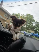 Queen rani, a female Chihuahua for sale in Des Moines, IA – 5 of 8