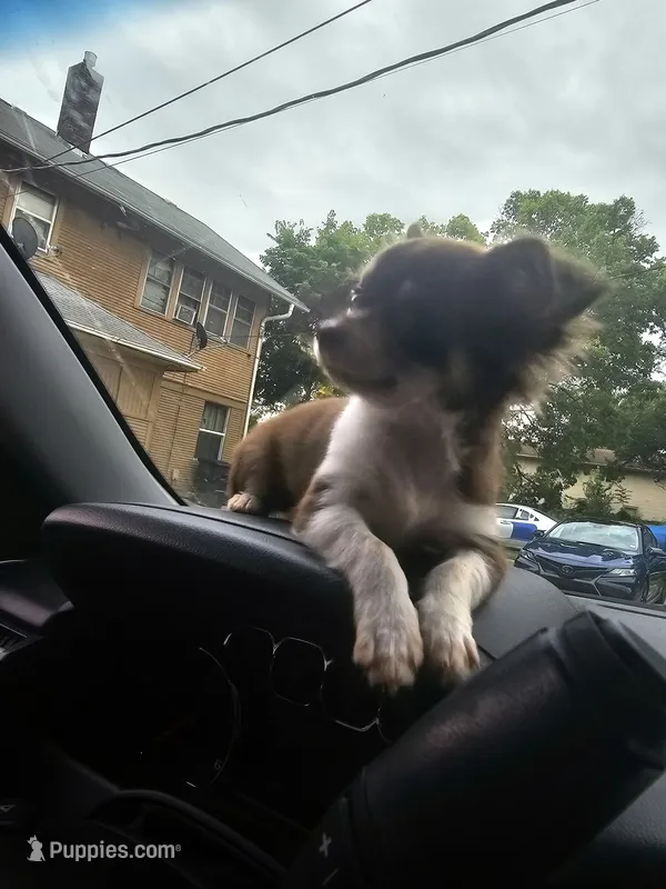 Queen rani – Chihuahua puppy for sale in Des Moines, IA