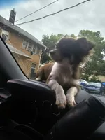 Queen rani, a female Chihuahua for sale in Des Moines, IA – 1 of 8